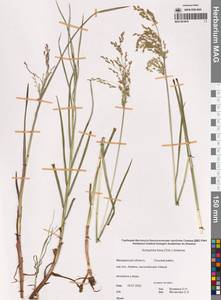 Dupontia fulva (Trin.) Röser & Tkach, Siberia, Chukotka & Kamchatka (S7) (Russia)