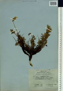 Oxytropis maydelliana Trautv., Siberia, Russian Far East (S6) (Russia)