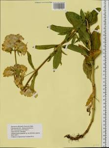 Saponaria officinalis L., Eastern Europe, Western region (E3) (Russia)