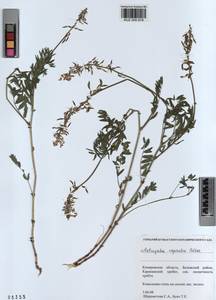 KUZ 000 919, Astragalus vaginatus Pall., Siberia, Altai & Sayany Mountains (S2) (Russia)