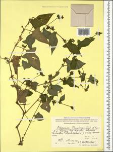 Persicaria thunbergii (Siebold & Zucc.) H. Gross, Caucasus, Georgia (K4) (Georgia)