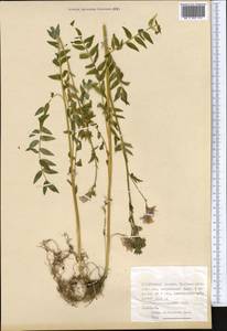 Polemonium caucasicum N. Busch, Middle Asia, Dzungarian Alatau & Tarbagatai (M5) (Kazakhstan)