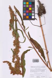 Rumex crispus L., Eastern Europe, Moscow region (E4a) (Russia)