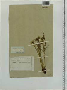 Crepidiastrum tenuifolium (Willd.) Sennikov, Siberia, Altai & Sayany Mountains (S2) (Russia)