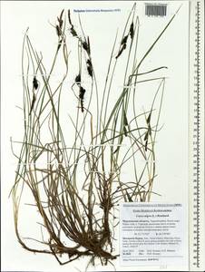 Carex nigra (L.) Reichard, Eastern Europe, Northern region (E1) (Russia)