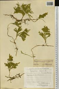 Dendrolycopodium juniperoideum (Sw.) A. Haines, Siberia, Chukotka & Kamchatka (S7) (Russia)