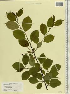 Prunus cerasus subsp. cerasus, Eastern Europe, Moscow region (E4a) (Russia)