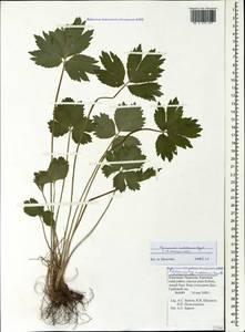 Ranunculus raddeanus Regel, Caucasus, Stavropol Krai, Karachay-Cherkessia & Kabardino-Balkaria (K1b) (Russia)