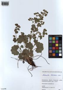 Alchemilla hebescens Juz., Siberia, Altai & Sayany Mountains (S2) (Russia)