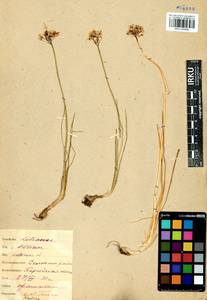 Allium ramosum L., Siberia, Baikal & Transbaikal region (S4) (Russia)