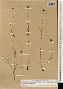 Juncus castaneus subsp. leucochlamys (V.J.Zinger ex V.I.Krecz.) Hultén, Mongolia (MONG) (Mongolia)