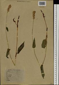 Bistorta officinalis subsp. officinalis, Siberia, Baikal & Transbaikal region (S4) (Russia)