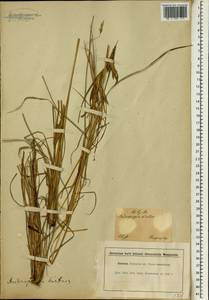 Hyparrhenia hirta (L.) Stapf, Africa (AFR) (South Africa)