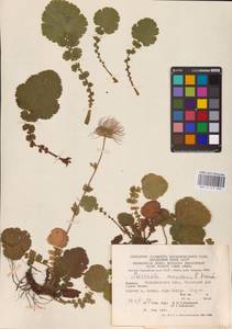 Geum montanum L., Eastern Europe, West Ukrainian region (E13) (Ukraine)