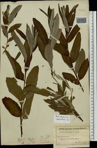 Salix viminalis L., Eastern Europe, Moscow region (E4a) (Russia)