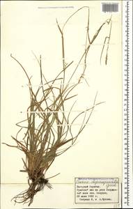Carex depauperata Curtis ex Stokes, Caucasus, Azerbaijan (K6) (Azerbaijan)