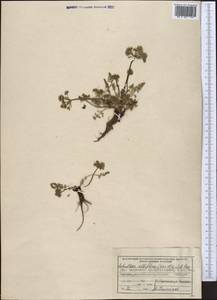 Schulzia albiflora (Kar. & Kir.) Popov, Middle Asia, Northern & Central Tian Shan (M4) (Kazakhstan)
