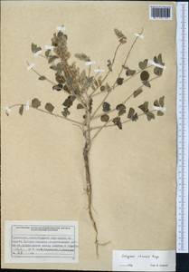 Astragalus chiwensis Bunge, Middle Asia, Syr-Darian deserts & Kyzylkum (M7)