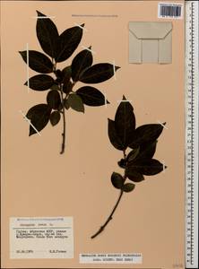Diospyros lotus L., Caucasus, Georgia (K4) (Georgia)