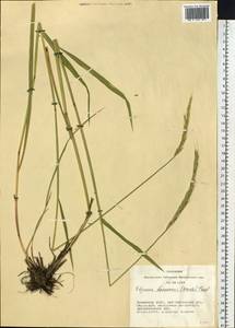 Elymus uralensis (Nevski) Tzvelev, Siberia, Altai & Sayany Mountains (S2) (Russia)