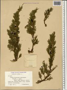 Juniperus sabina L., Caucasus, North Ossetia, Ingushetia & Chechnya (K1c) (Russia)