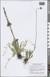 Pilosella piloselloides subsp. praealta (Gochnat) S. Bräut. & Greuter, Eastern Europe, Middle Volga region (E8) (Russia)