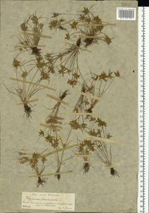 Cyperus flavescens L., Eastern Europe, Central forest-and-steppe region (E6) (Russia)
