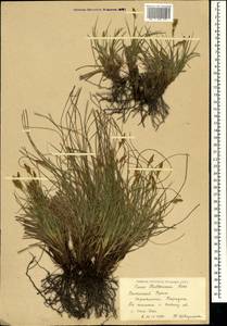 Carex halleriana Asso, Crimea (KRYM) (Russia)