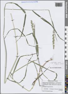 Elymus repens (L.) Gould, Siberia, Chukotka & Kamchatka (S7) (Russia)