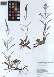 Veronica incana L., Siberia, Altai & Sayany Mountains (S2) (Russia)
