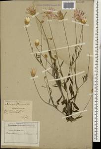 Xeranthemum annuum L., Caucasus, Georgia (K4) (Georgia)