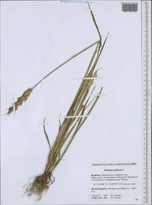 Triticum aestivum L., Siberia, Baikal & Transbaikal region (S4) (Russia)