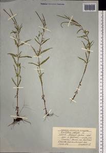 Epilobium palustre L., Siberia, Yakutia (S5) (Russia)