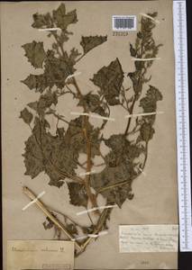 Oxybasis urbica (L.) S.Fuentes, Uotila & Borsch, Middle Asia, Muyunkumy, Balkhash & Betpak-Dala (M9) (Kazakhstan)