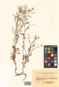 Rorippa palustris (L.) Besser, Siberia, Russian Far East (S6) (Russia)