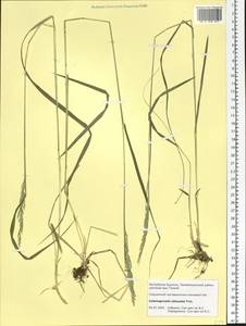 Calamagrostis obtusata Trin., Siberia, Baikal & Transbaikal region (S4) (Russia)