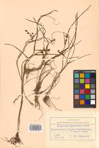 Sparganium hyperboreum Laest. ex Beurl., Siberia, Chukotka & Kamchatka (S7) (Russia)