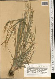 Heteropogon contortus (L.) P.Beauv. ex Roem. & Schult., South Asia, South Asia (Asia outside ex-Soviet states and Mongolia) (ASIA) (Afghanistan)