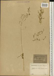Milium effusum L., Eastern Europe, Central forest-and-steppe region (E6) (Russia)