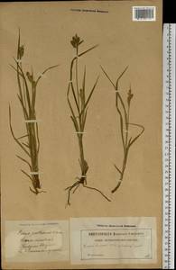 Carex pallescens L., Eastern Europe, Latvia (E2b) (Latvia)