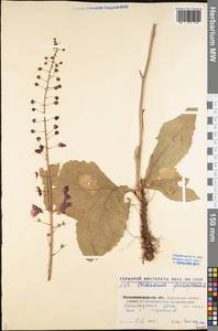 Verbascum phoeniceum L., Eastern Europe, North Ukrainian region (E11) (Ukraine)