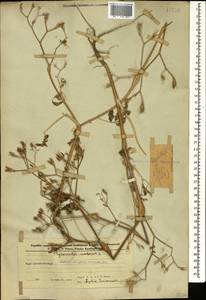 Chaerophyllum nodosum (L.) Crantz, Caucasus, Azerbaijan (K6) (Azerbaijan)