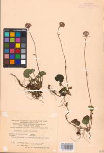 Homogyne alpina (L.) Cass., Eastern Europe, West Ukrainian region (E13) (Ukraine)