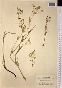 Bupleurum multinerve DC., Siberia, Western (Kazakhstan) Altai Mountains (S2a) (Kazakhstan)
