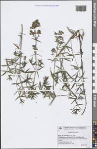 Galium boreale L., Eastern Europe, Eastern region (E10) (Russia)