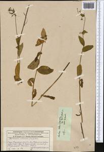 Mertensia meyeriana J. F. Macbr., Middle Asia, Dzungarian Alatau & Tarbagatai (M5) (Kazakhstan)