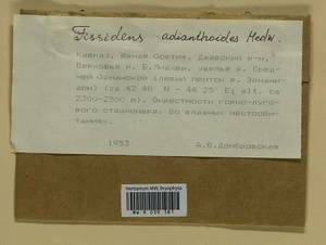 Fissidens adianthoides Hedw., Bryophytes, Bryophytes - Transcaucasia (B13) (South Ossetia)