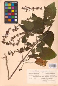 MHA 0 156 041, Stachys sylvatica L., Eastern Europe, Western region (E3) (Russia)