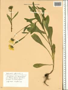 Calendula officinalis L., Eastern Europe, Moscow region (E4a) (Russia)