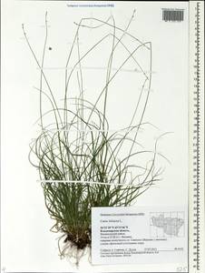 Carex loliacea L., Eastern Europe, Central region (E4) (Russia)